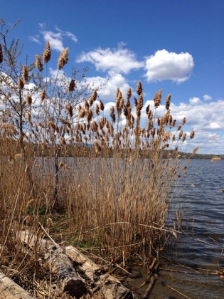common reeds