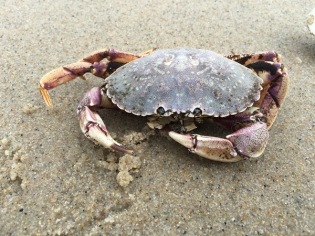 possibly dead crab
